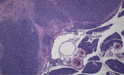 （2013）犬猫胰腺外分泌疾病