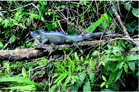 （2012）探秘野生动物的血涂片—爬行动物血液学